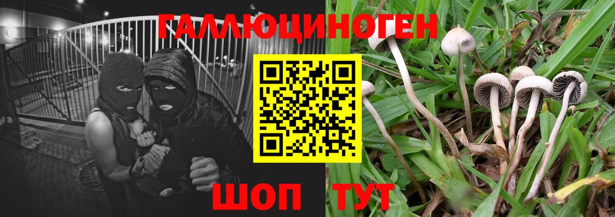 Галлюциногенные грибы Cubensis Осинники